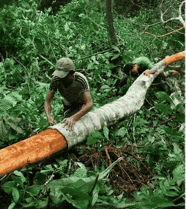Farmers peeling the inner bark from a Ceylon cinnamon trunk in Sri Lanka